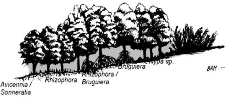 Gambar 2. Pola Zonasi Mangrove (Bengen, 2004). 