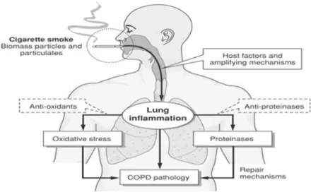 Gambar 1. Patogenesis terjadinya PPOK 6 