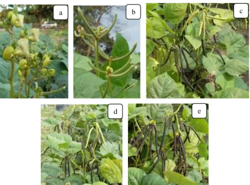Gambar 3. Ukuran biji kacang hijau mutan kolkisin, a. Biji kacang hijau M 0,  b. Biji kacang hijau M 1,  c