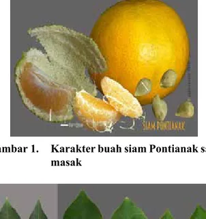 Gambar 2.   Karakter daun siam Pontianak  induk (A) dan colchiploid