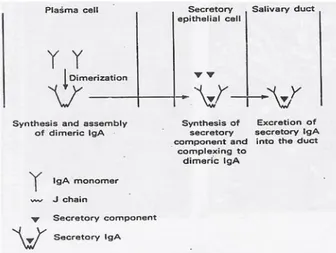 Gambar  2.  Sintesis,pembentukan  dan  sekresi  sIgA(Garna,2006)