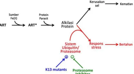 Gambar 1. Ilustrasi kematian dan kelangsungan hidup sel Plasmodium falciparum dengan atau  tanpa mutasi K13 setelah pemberian artemisinin 8,15 