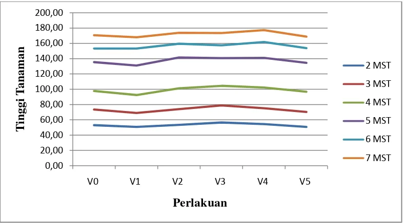 Gambar 1. Grafik nilai rataan tinggi tanaman jagung per MST. 