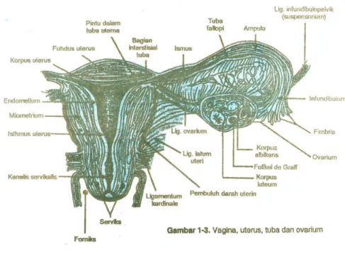 Gambar c.1 : Organ reproduksi interna wanita d. Ovarium