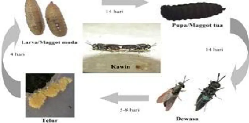 Gambar 2. Siklus Hidup Maggot 