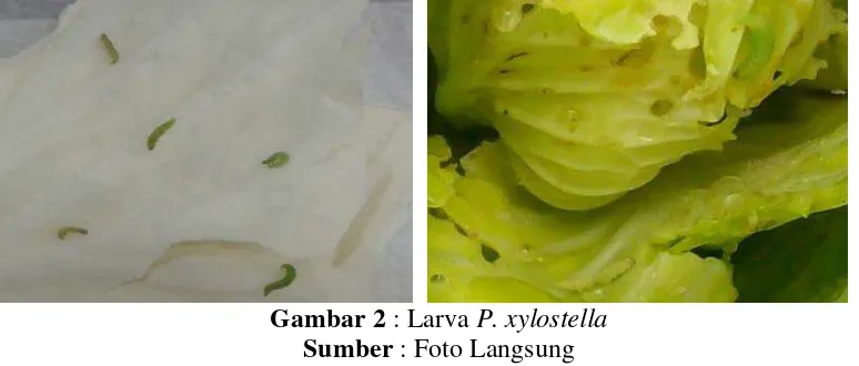 Gambar 2 : Larva P. xylostella 