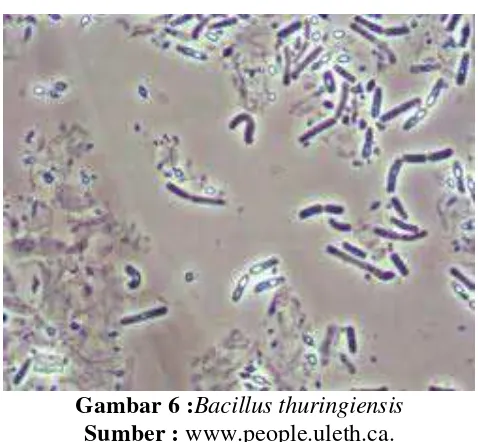 Gambar 6 :Bacillus thuringiensis 