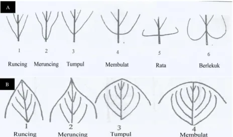 Gambar 1.Daun (A) bentuk pangkal daun, (B) bentuk ujung daun 