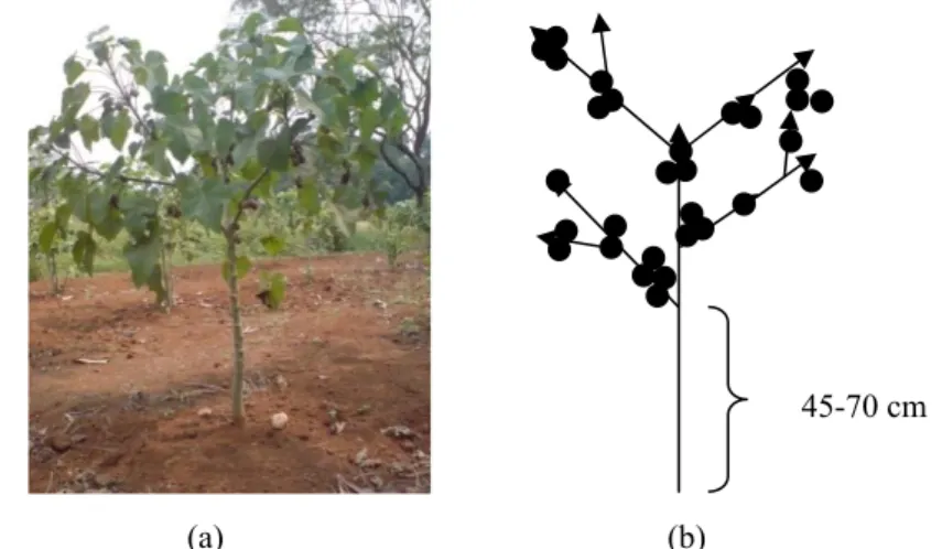 Gambar 3. Pembungaan dan buah pada tanaman jarak pagar (a) dan ilustrasi pembentukan bunga  dan cabang pada tanaman jarak pagar (b)