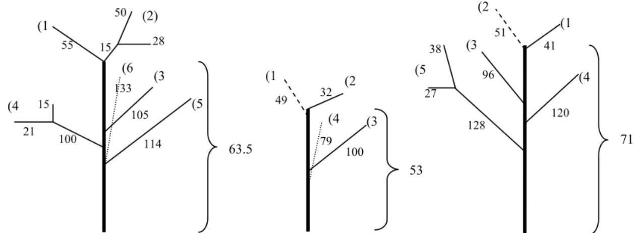 Gambar 5. Model tajuk jarak pagar, angka (...) menyatakan nomor cabang dan nilai selain dalam  kurung menyatakan panjang cabang dan tinggi tanaman dari permukaan tanah dalam  cm 
