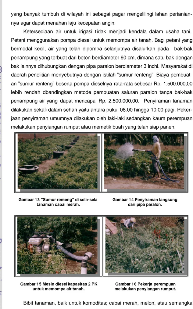 Gambar 13 ”Sumur renteng” di sela-sela  tanaman cabai merah. 
