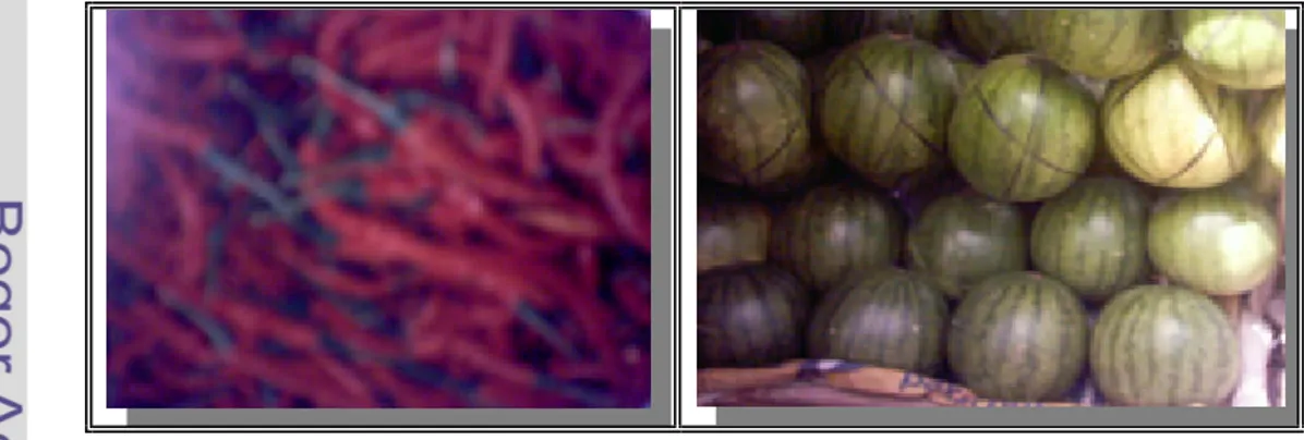 Gambar 19 dan  20 menunjukkan hasil panen cabai merah dan semangka  di daerah penelitian