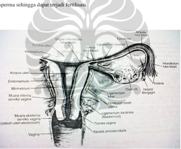 Gambar 2.2. Potongan melintang uterus, adneksa, dan vagina bagian atas