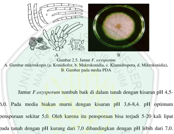 Gambar 2.5. Jamur F. oxysporum 