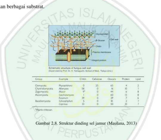 Gambar 2.8. Struktur dinding sel jamur (Maulana, 2013) 