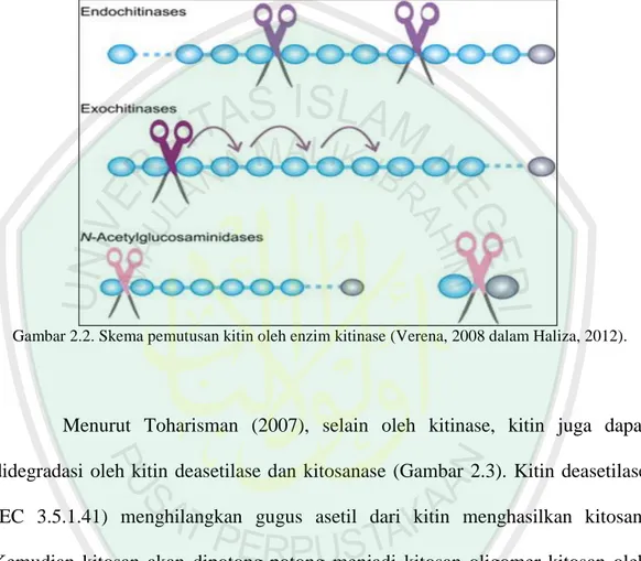 Gambar 2.2. Skema pemutusan kitin oleh enzim kitinase (Verena, 2008 dalam Haliza, 2012)