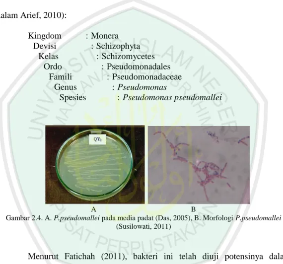 Gambar 2.4. A. P.pseudomallei pada media padat (Das, 2005), B. Morfologi P.pseudomallei  (Susilowati, 2011)
