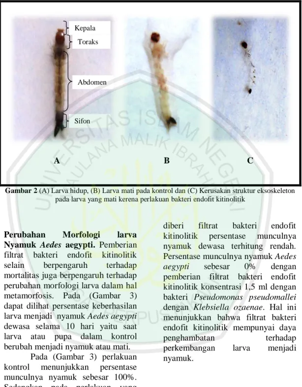 Gambar 2 (A) Larva hidup, (B) Larva mati pada kontrol dan (C) Kerusakan struktur eksoskeleton  pada larva yang mati kerena perlakuan bakteri endofit kitinolitik 