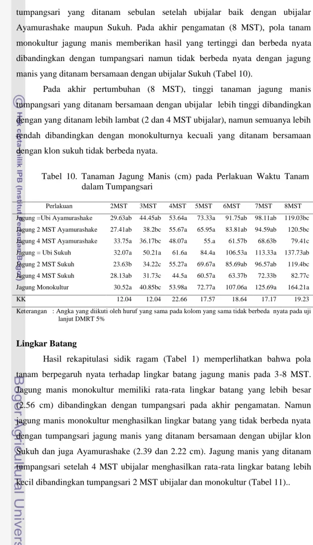 Tabel  10.  Tanaman  Jagung  Manis  (cm)  pada  Perlakuan  Waktu  Tanam  dalam Tumpangsari 
