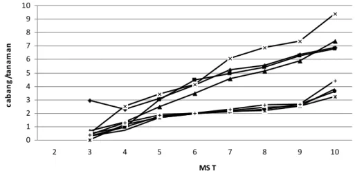 Gambar 1. Grafik pertumbuhan jumlah cabang per tanaman ubijalar 