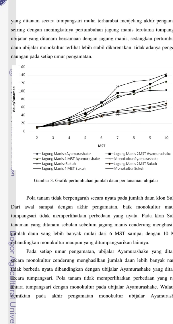 Gambar 3. Grafik pertumbuhan jumlah daun per tanaman ubijalar 