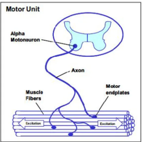Gambar 1. Jenis elektroda (Konrad, 2005) 