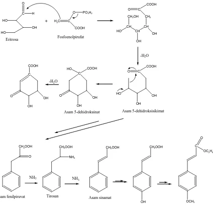 Gambar 2.1. Jalur asan sikhimat dalam biosintesa fenilpropanoid unruk menghasilkan etil 