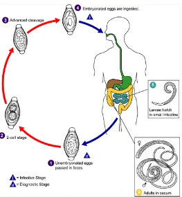 Gambar 2.3. Siklus hidup T.trichiura (dikutip dari WHO) 