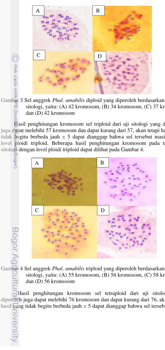 Gambar 4 Sel anggrek Phal. amabilis triploid yang diperoleh berdasarkan hasil uji  sitologi, yaitu: (A) 55 kromosom, (B) 56 kromosom, (C) 58 kromosom  dan (D) 56 kromosom 
