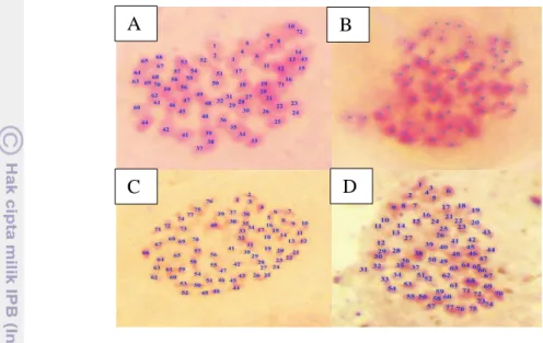 Gambar 5 Sel anggrek Phal. amabilis tetraploid yang diperoleh berdasarkan hasil  uji  sitologi,  yaitu:  (A)  72  kromosom,  (B)  78  kromosom,  (C)  77  kromosom dan (D) 77 kromosom