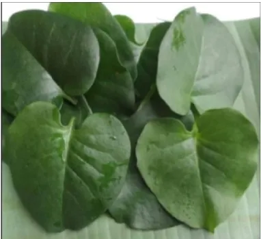 Gambar 2.13: Daun Binahong 