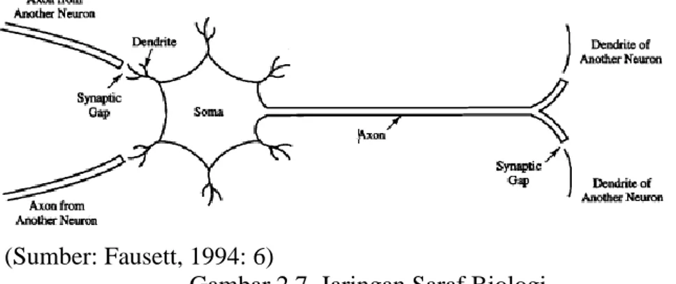 Gambar 2.7. Jaringan Saraf Biologi  2.  Neural Network (NN) 