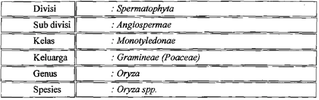 Tabel 2.1  Klasifikasi  botani tanaman padi adalah sehagai herikut:  Divisi  II  Sub divisi  &#34;  Kelas&#34;  Keluarga  II  G~&#34;  Spesies  II  : Spermatophyta : Angiospermae  : Monotyledonae :  Gramineae (Poaceae) :~ : Oryza spp