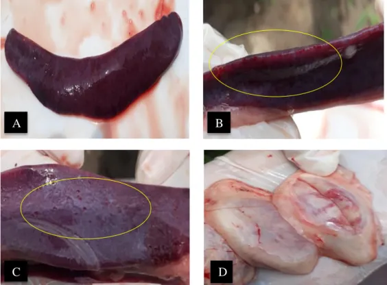 Gambar  2.  Hasil  patologi  anatomi  (A)  Limpa  tampak  membesar  dan  berwarna kehitaman; (B) Petekie pada tepi limpa; (C) Petekie  pa-da  konkaf  limpa;  pa-dan  (D)  Perpa-darahan  papa-da  limfonodus  inguinal  superfisial