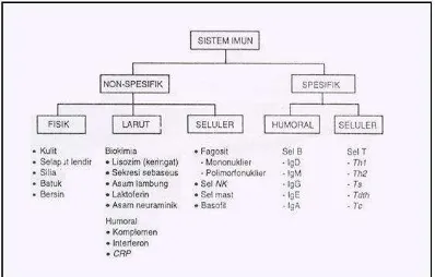 Gambar 2.1 di atas menunjukkan cabangan pada sistem imun (Dikutip dari Buku Immunologi Dasar, Edisi Ketiga, 1996) 