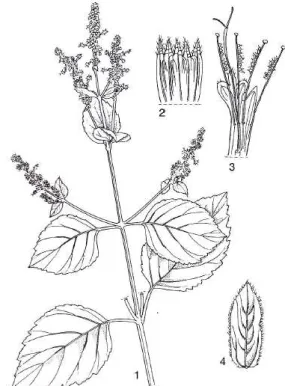 Gambar  1.  Pogostemon  cablin  (Blanco)  Benth  1.  Cabang  yang  berbunga;  2. 