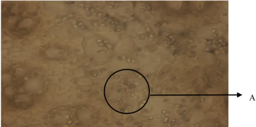 Gambar 5.10 pengamatan dengan mikroskop perbesaran 400x dalam media air; A= butir amilum dengan bentuk lonjong dan bulat.