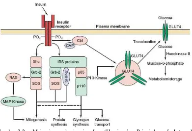 Gambar 2.2.  Mekanisme kerja insulin (Harrison’s Principle of Internal   Medicine, 2005)  