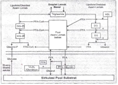 Gambar 2.4  Mekanisme keseimbangan lipolisis dan lipogenesis (Buku Ajar lmu Penyakit Dalam FKUI, 2006)  