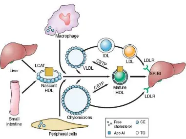 Gambar 2.6. Metabolisme HDL dan transport kolesterol terbalik (Harrison’s principle of Internal Medicine, 2005)   