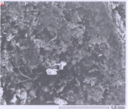 Gambar 12  Fraktografi  hasil  SEM  yang  mengalami  diskolorasi dan terjadi deposit yang  menempel pada bagian bawah katup  buang (exhaust valve), di sampel di lokasi  titik  1 