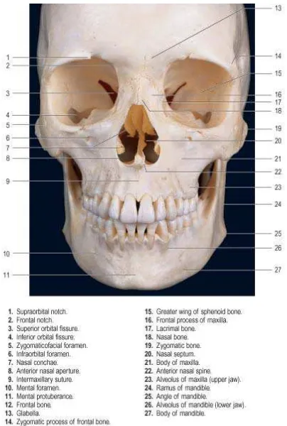 Gambar 2.1. Gambaran anterior tulang tengkorak (Strandring, 2008). 