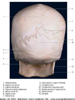 Gambar 2.3. Gambaran posterior tulang tengkorak (Strandring, 2008). 