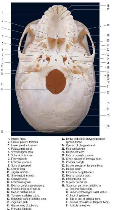 Gambar 2.5. Gambaran inferior tulang tengkorak (Strandring, 2008). 