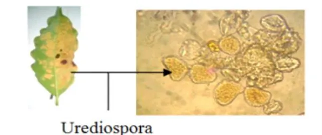 Gambar 2. Urediospora jamur Hemileia vastatrix B. et Br.perbesaran mikroskop 400x.  Hasil Uji KLT dilakukan untuk mengetahui senyawa aktif yang terdapat didalam  rimpang lengkuas merah