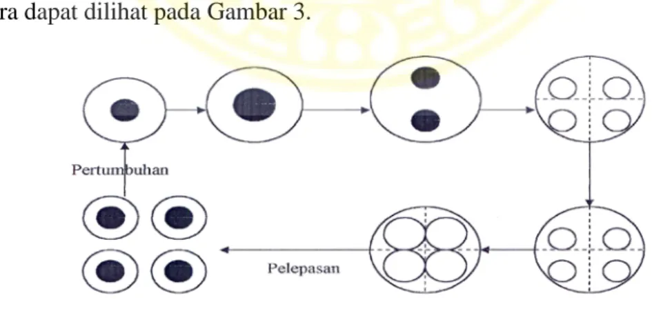 Gambar 2. Daur Hidup dan Cara Reproduksi N. oculata Secara Vegetatif dengan  Pembelahan (Isnansetyo dan Kurniastuty, 1995) 