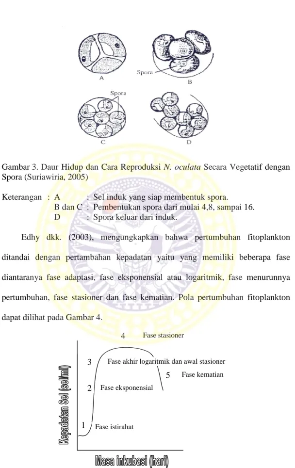 Gambar 3. Daur Hidup dan Cara Reproduksi N. oculata Secara Vegetatif dengan  Spora (Suriawiria, 2005) 