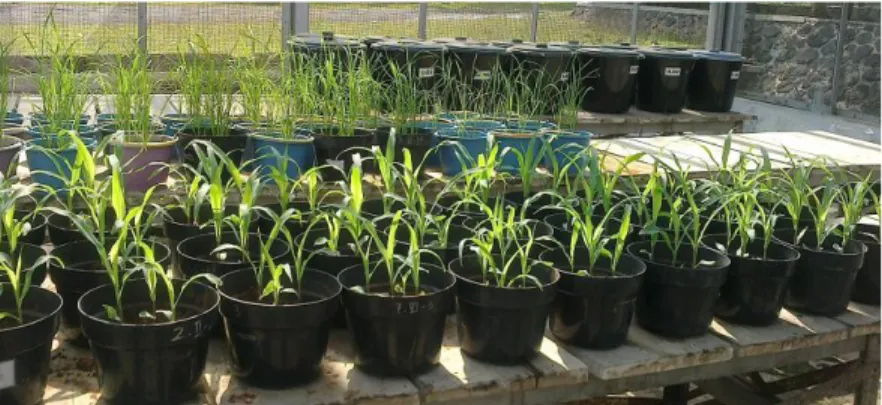 Gambar 11. Petumbuhan tanaman padi 2 MST (Kiri) dan tanaman tomat 10 HST (Kanan) 