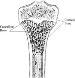 Gambar 2.1 Tulang kanselus dan tulang kortikal (Widyastuti, 2009). 