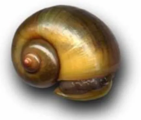 Gambar 1: Kerang Mutiara 